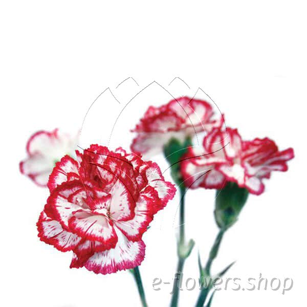Buy wholesale fresh cut bi-colour carnations; Minuetto