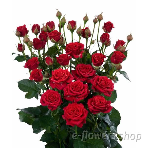 Buy wholesale fresh cut red roses; Mirabel