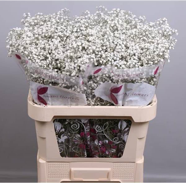 Buy wholesale fresh cut white fillers; Mirabella