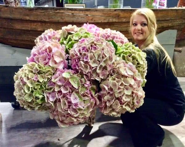 Buy wholesale fresh cut flowers fillers
