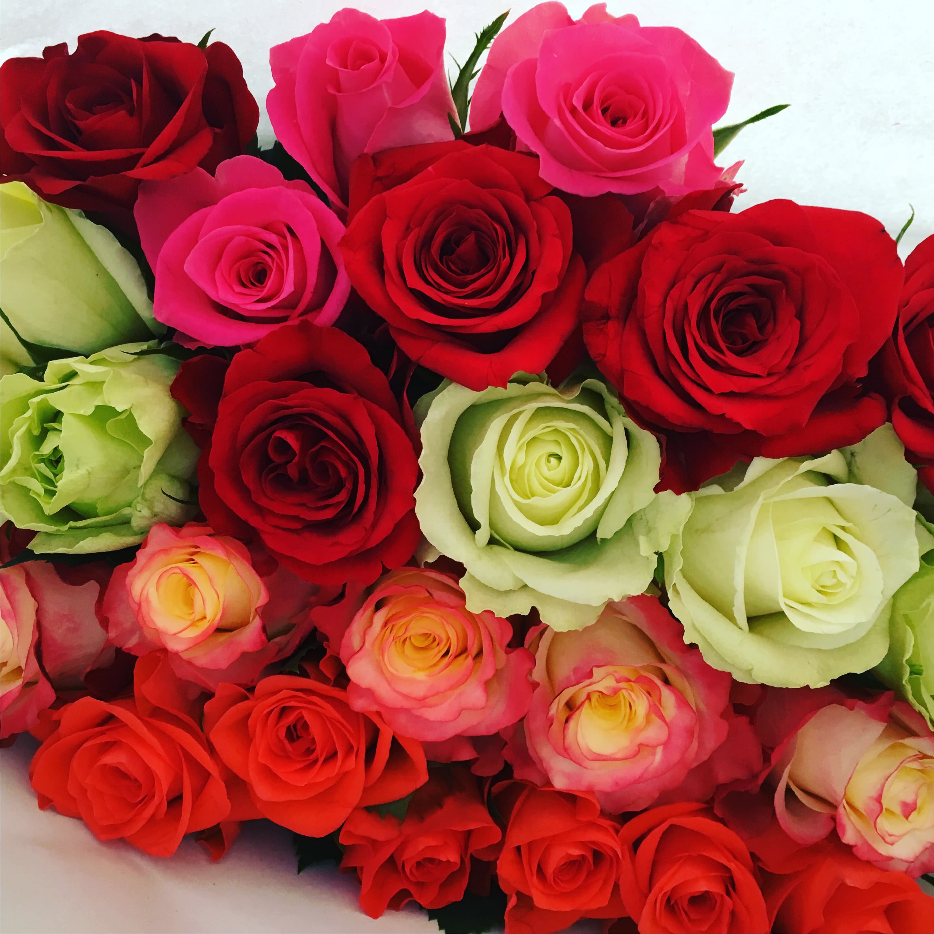 Mix Box Intermediate Roses - Supermarket Range Roses Mix Buy wholesale fresh cut Mix Box Intermediate Roses - Supermarket Range Roses Mix