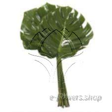 Buy wholesale fresh cut green folliage;Monstera