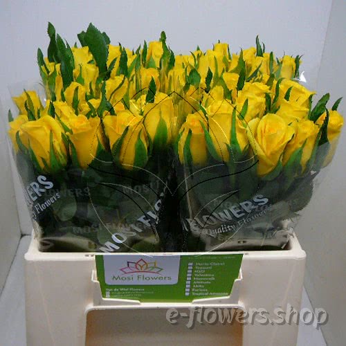 Buy wholesale fresh cut yellow roses; Moonwalk