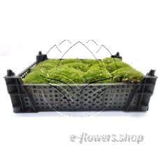 Buy wholesale fresh cut green foliage; Moss Bulb