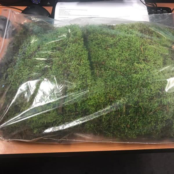 Buy wholesale fresh cut green foliage; Moss Carpet Flat