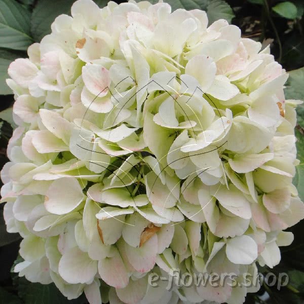 Buy wholesale fresh cut bi-colour fillers; Mouliere Classic