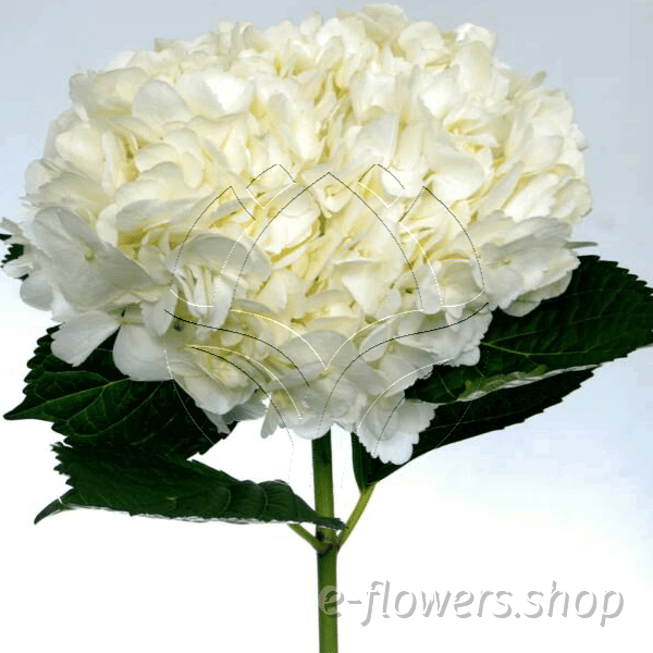 Buy wholesale fresh cut white fillers; Mouliere