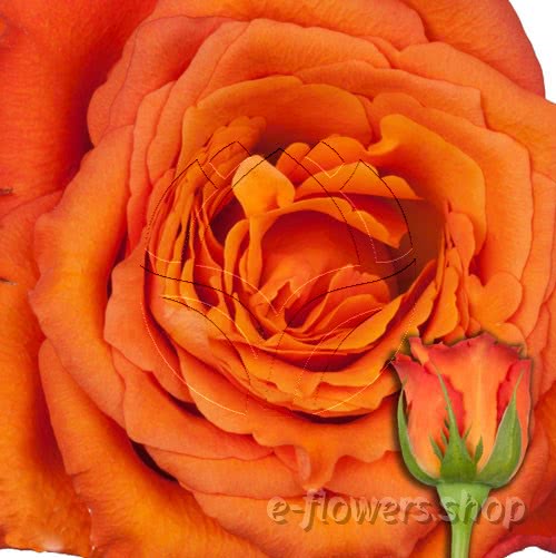 Buy wholesale fresh cut orange roses; Mpesa