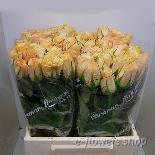 Buy wholesale fresh cut cream roses; Mylo