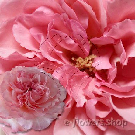 Buy wholesale fresh cut pink roses; Myras rose