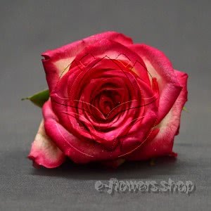 Buy wholesale fresh cut pink roses; Navara