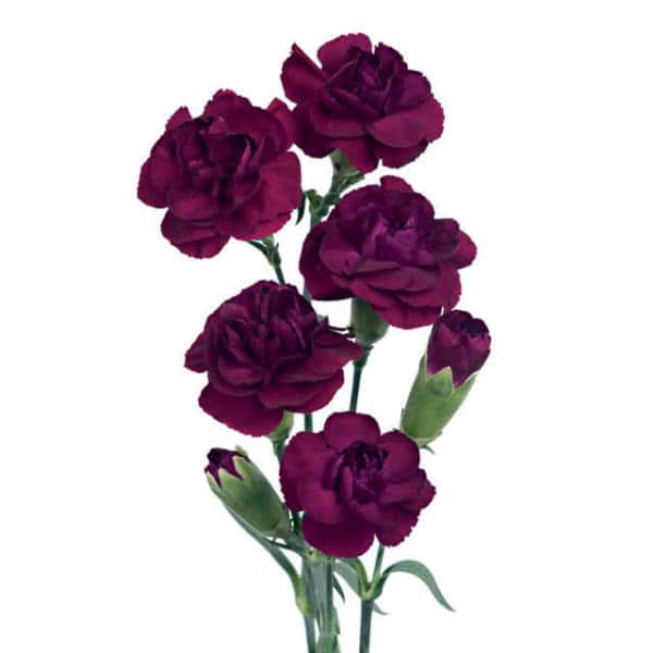 Buy wholesale fresh cut purple carnations; Negrita