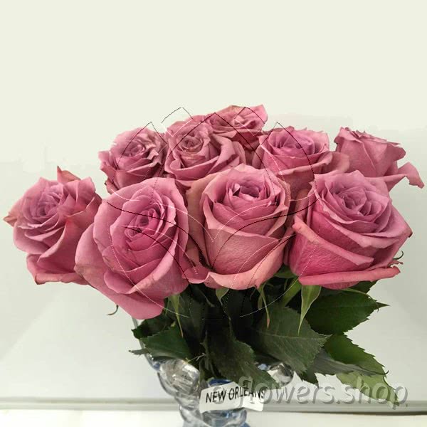 Buy wholesale fresh cut purple roses; New Orleans