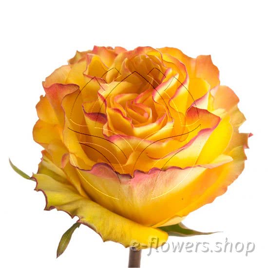 Buy wholesale fresh cut bi-colour roses; News flash
