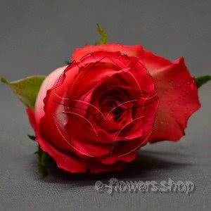 Buy wholesale fresh cut pink roses; Nicolletta
