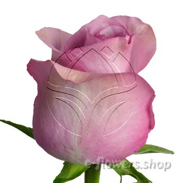 Buy wholesale fresh cut lilac roses; Nightingale