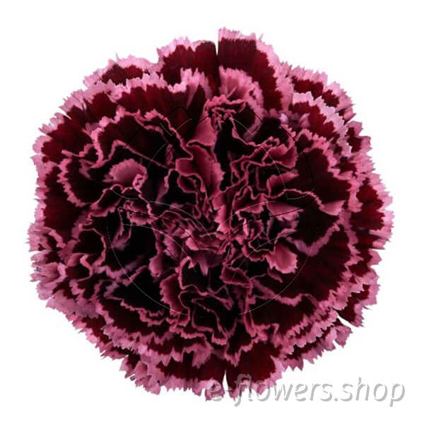Buy wholesale fresh cut burgundy carnations; Nobbio