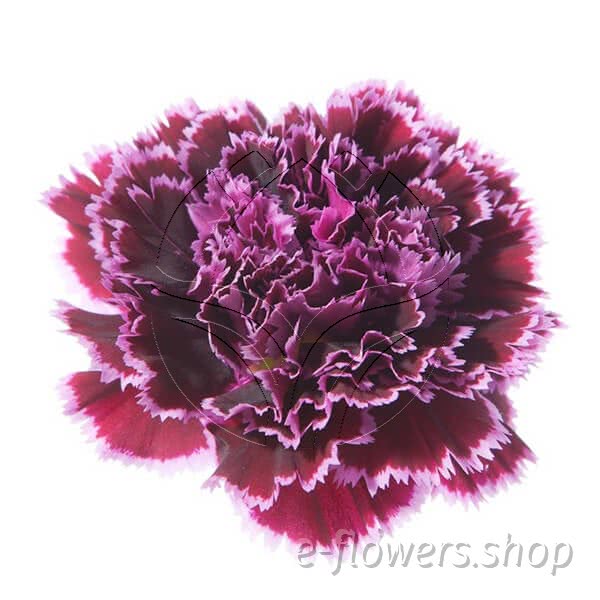 Buy wholesale fresh cut purple carnations; Nobbio dolce nero