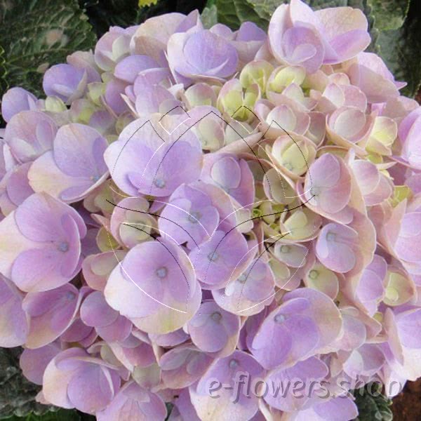 Buy wholesale fresh cut purple fillers