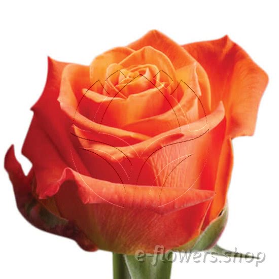 Buy wholesale fresh cut orange roses; orange crush