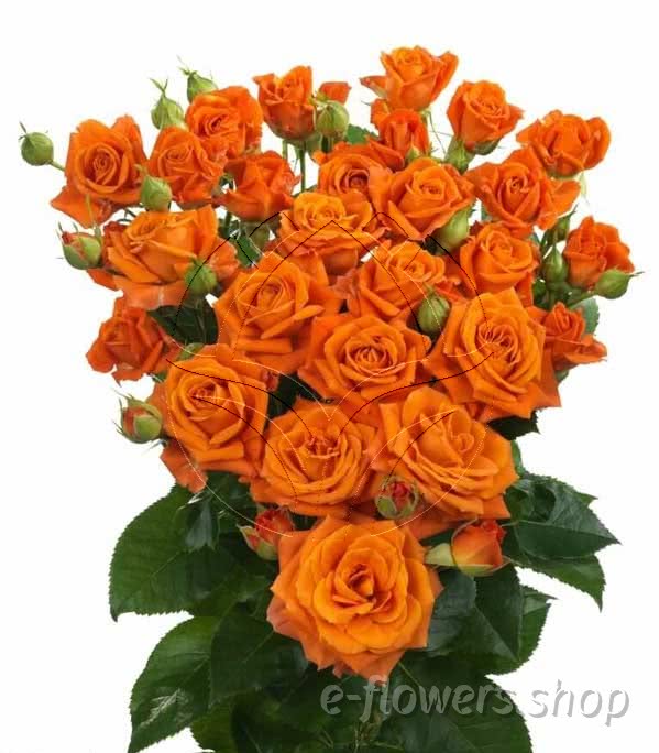 Buy wholesale fresh cut orange roses; Orange fire