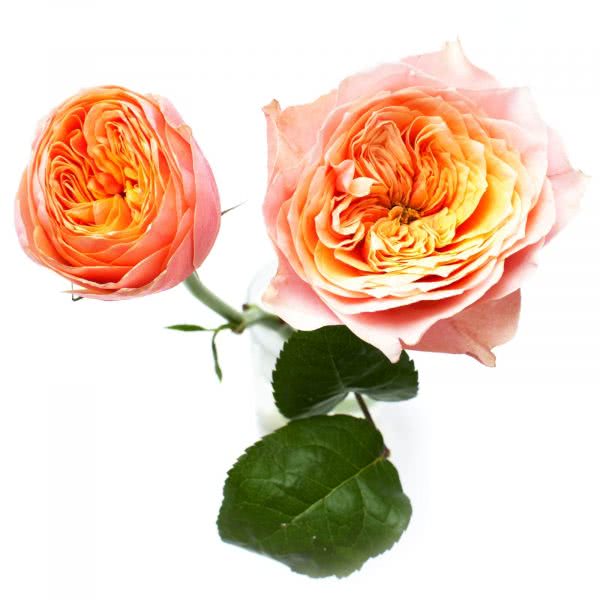 Buy wholesale fresh cut orange roses; Orange vuvuzela