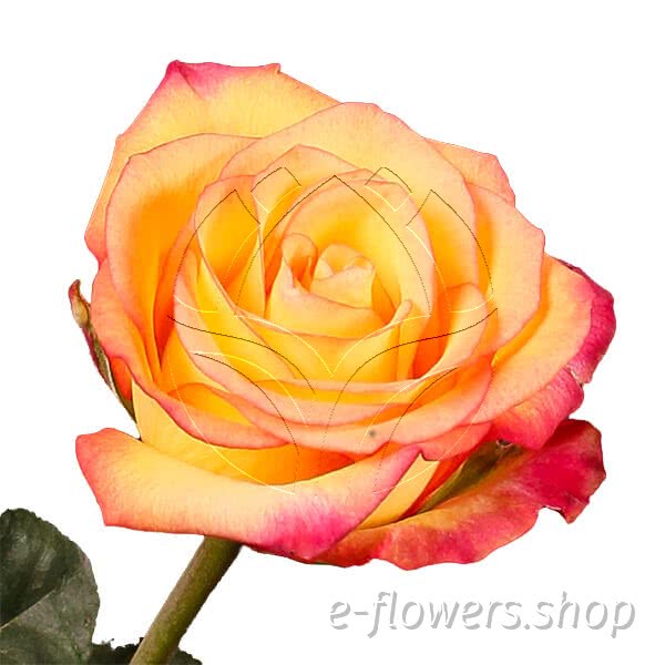 Buy wholesale fresh cut bi-colour roses; Outlaw