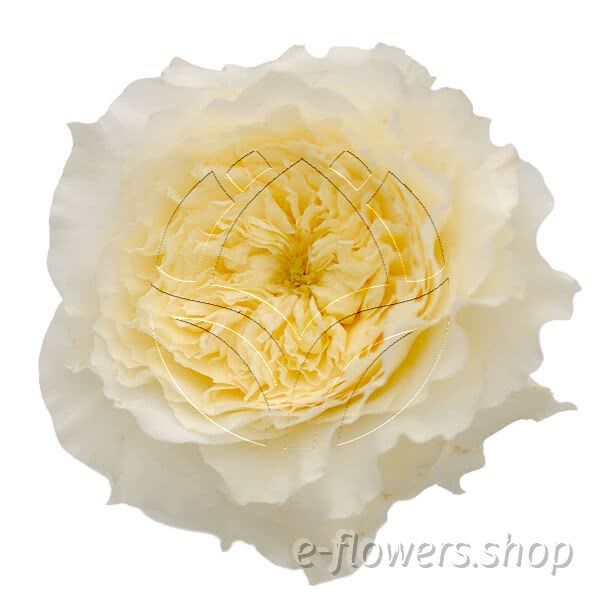 Buy wholesale fresh cut cream yellow roses; Patience