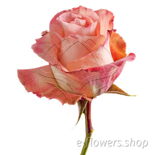Buy wholesale fresh cut peach roses; Peach audabe