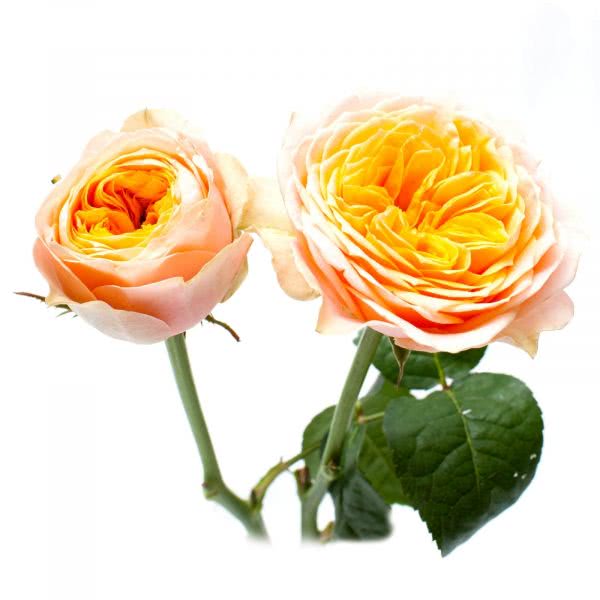 Buy wholesale fresh cut peach roses; Peach Vuvuzela
