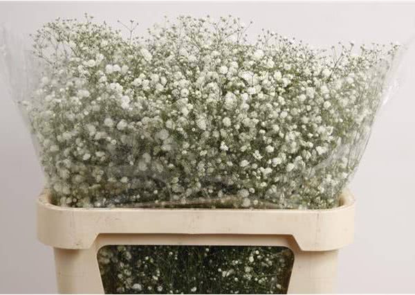 Buy wholesale fresh cut white fillers; Pearl Petite