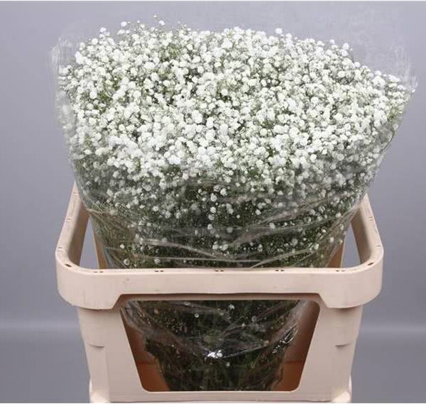 Buy wholesale fresh cut white fillers; Pearl Blossom