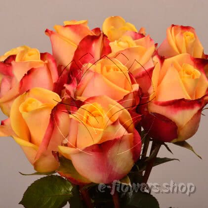 Buy wholesale fresh cut bi-color roses; pebble