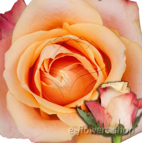 Buy wholesale fresh cut bi-colour roses; Pebbles