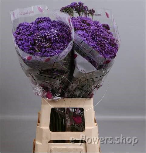 Buy wholesale fresh cut purple fillers