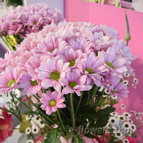 Buy wholesale fresh cut pink chrysanthemum; Pink atlantis