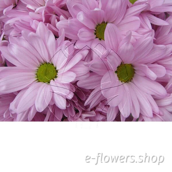 spray chrysanthemum (pompoms).