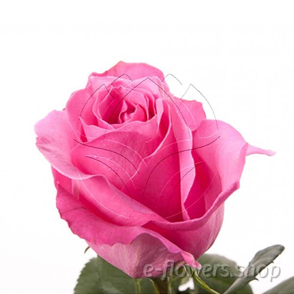 Buy wholesale fresh cut pink roses; pink finess
