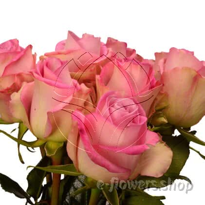 Buy wholesale fresh cut pink roses; Pink flame