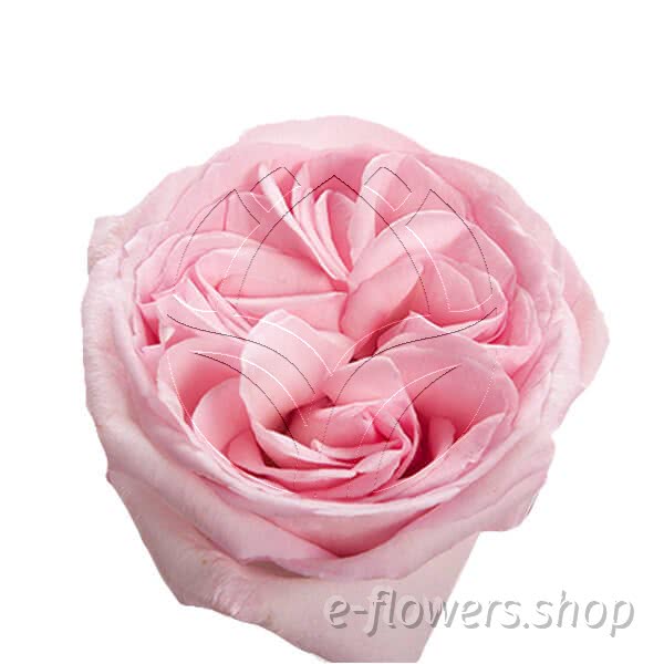 Buy wholesale fresh cut pink roses; Pink ohara