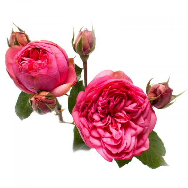 Buy wholesale fresh cut pink roses; Pink piano