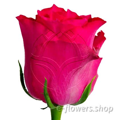 Buy wholesale fresh cut pink roses; Pink Rhodos