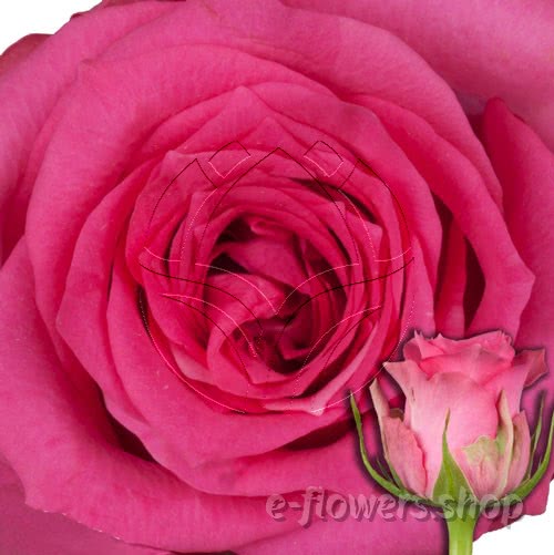 Buy wholesale fresh cut pink roses; Pink sudoku
