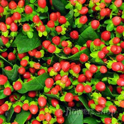 Buy wholesale fresh cut red fillers; Pinky Flair