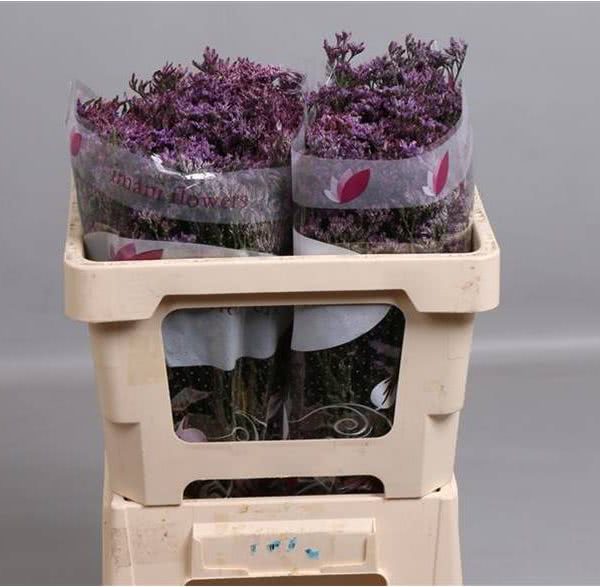 Buy wholesale fresh cut purple fillers