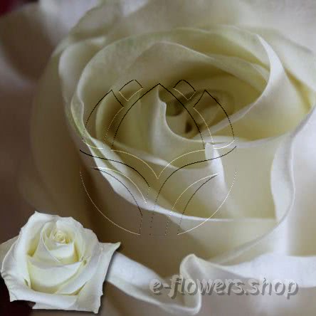 Buy wholesale fresh cut white roses; polar star