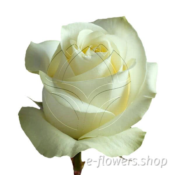 Buy wholesale fresh cut white roses; Polar Star