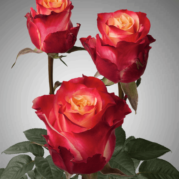 Buy wholesale fresh cut bi-color roses; 3D
