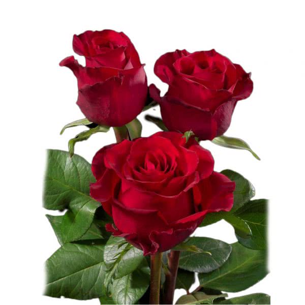 Buy wholesale fresh cut red roses; Ever red