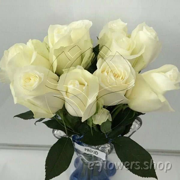 Buy wholesale fresh cut white roses; Proud
